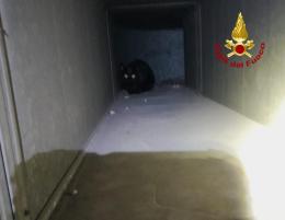 Salvano il micio intrappolato in banca